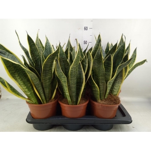 Sansevieria trifa. 'Futura Superba'