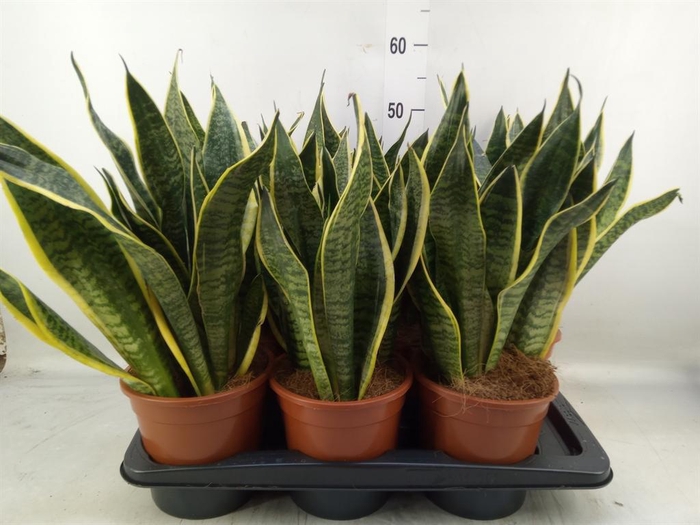 <h4>Sansevieria trifa. 'Futura Superba'</h4>