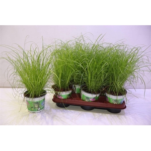 arr8 Cyper Alt Zumula