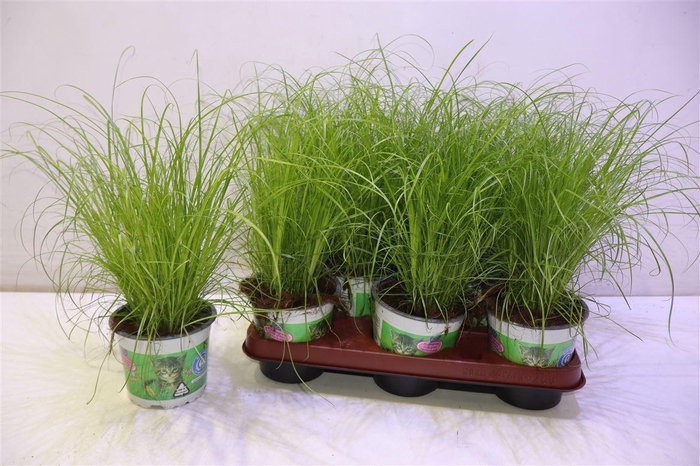 <h4>arr8 Cyper Alt Zumula</h4>