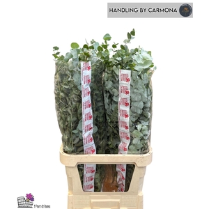 EUCA CINEREA EUCA CINEREA