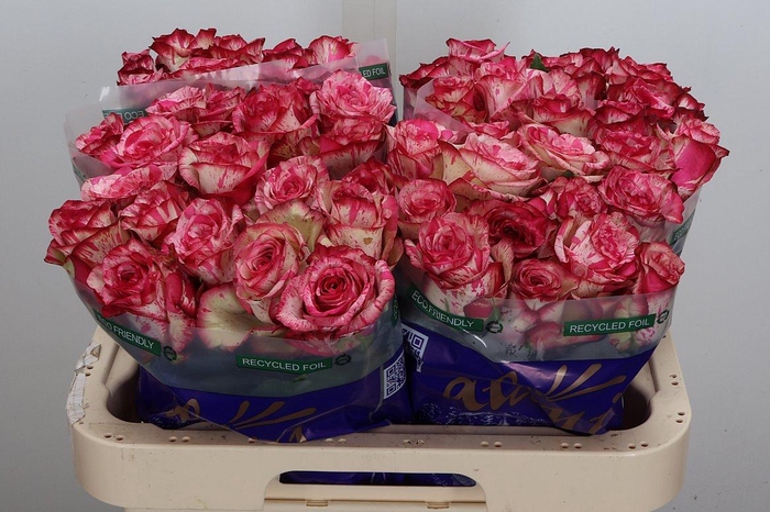 <h4>R Gr Barracuda</h4>