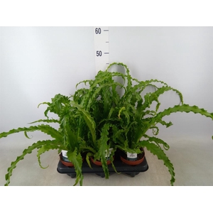 Asplenium antiquum 'Osaka'