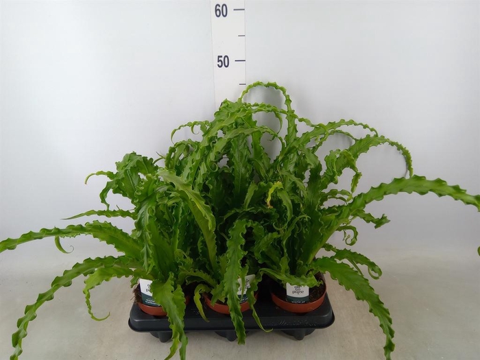 <h4>Asplenium antiquum 'Osaka'</h4>