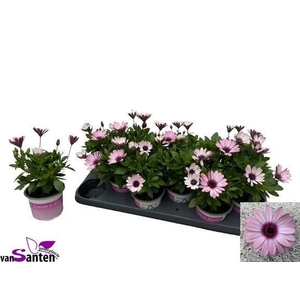 OSTEO ROSA ECLIPSE 20