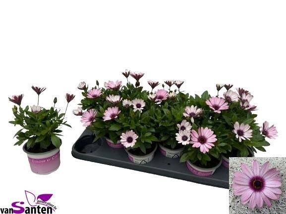 <h4>OSTEO ROSA ECLIPSE 20</h4>