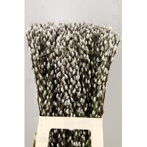 SALIX SNOWFLAKE 070CM