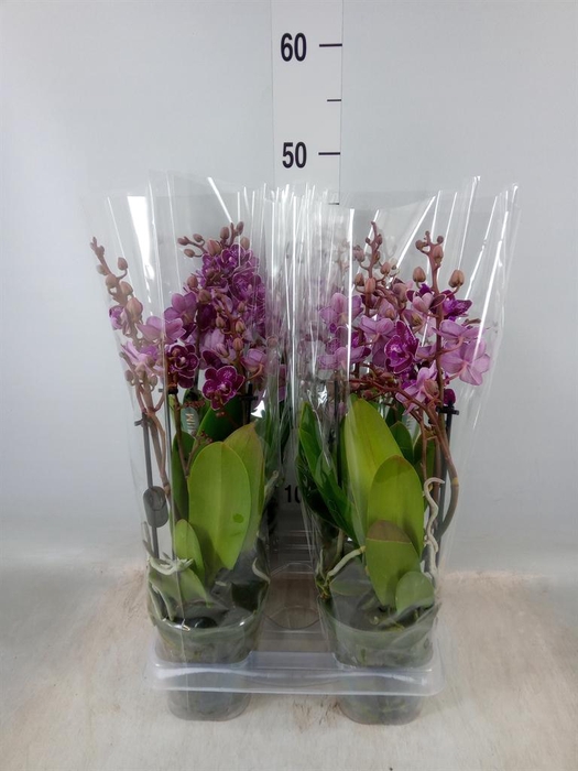 <h4>Phalaenopsis ...</h4>