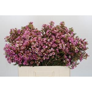 Chamelaucium Adi