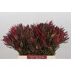 Leucadendron Fireglow Spray