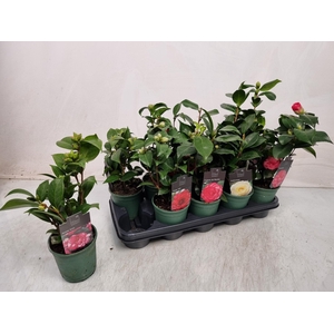 CAMELLIA JAPONICA