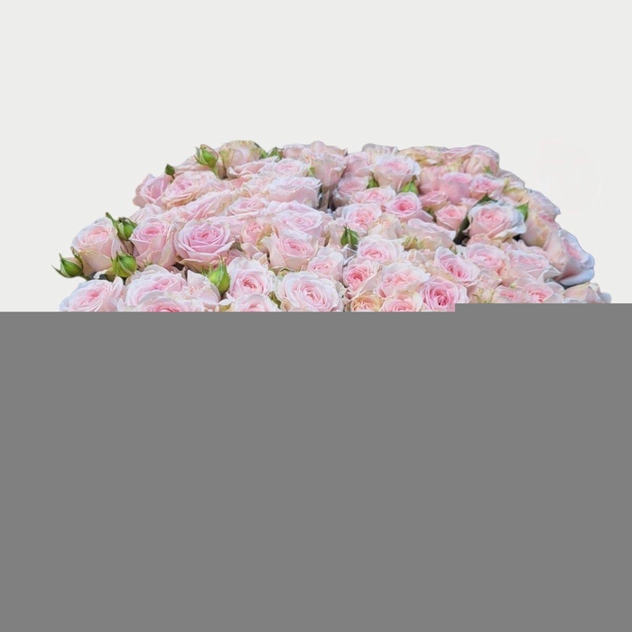 <h4>Rosa spray rosa loves me with fatal attraction</h4>