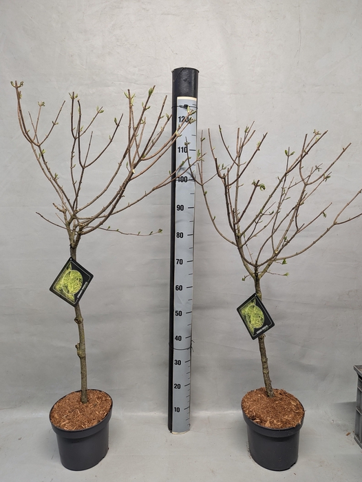 <h4>HYDR PANICULATA</h4>