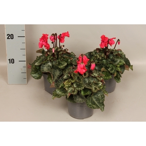 Cyclamen Super Serie Merengue Salmon Red