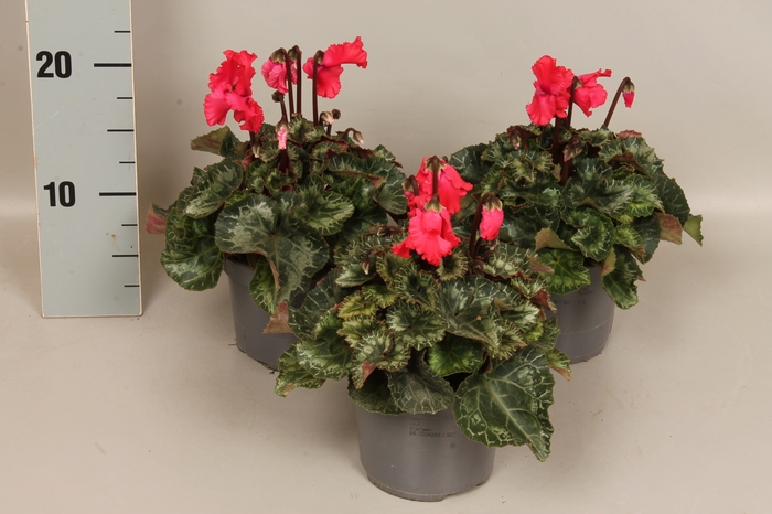 <h4>Cyclamen Super Serie Merengue Salmon Red</h4>