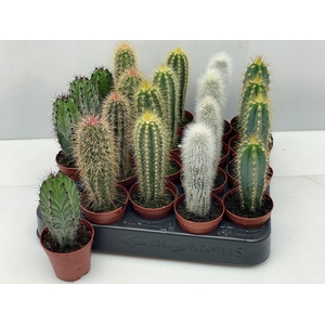CACTUS GEM