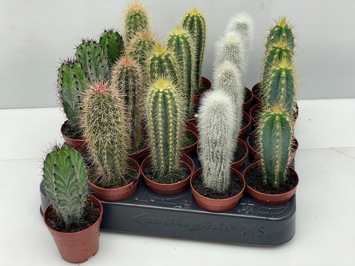 <h4>CACTUS GEM</h4>