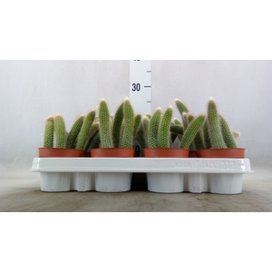 Cactus   ...