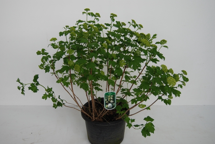 <h4>VIBU OP ROSEUM</h4>