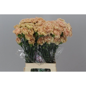 Di. St Lege Marrone Box