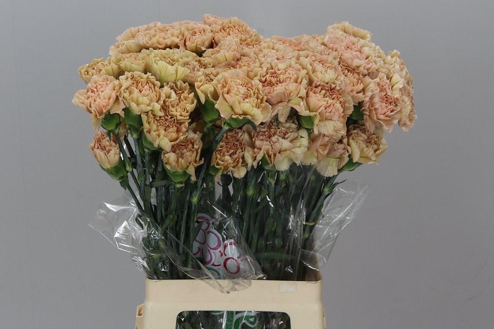 <h4>Di. St Lege Marrone Box</h4>