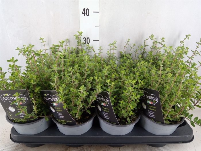 <h4>Origanum majorana</h4>