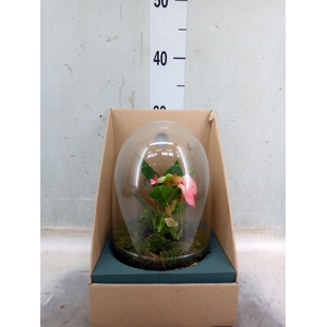 Arr.  Anthurium H%