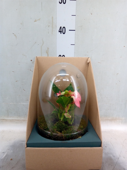 <h4>Arr.  Anthurium H%</h4>