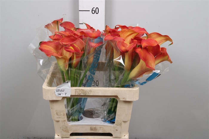 <h4>Zant Capt Odeon</h4>