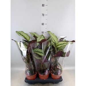 Calathea majestica 'Whitestar'