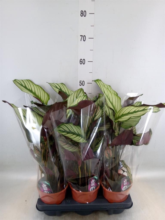 <h4>Calathea majestica 'Whitestar'</h4>