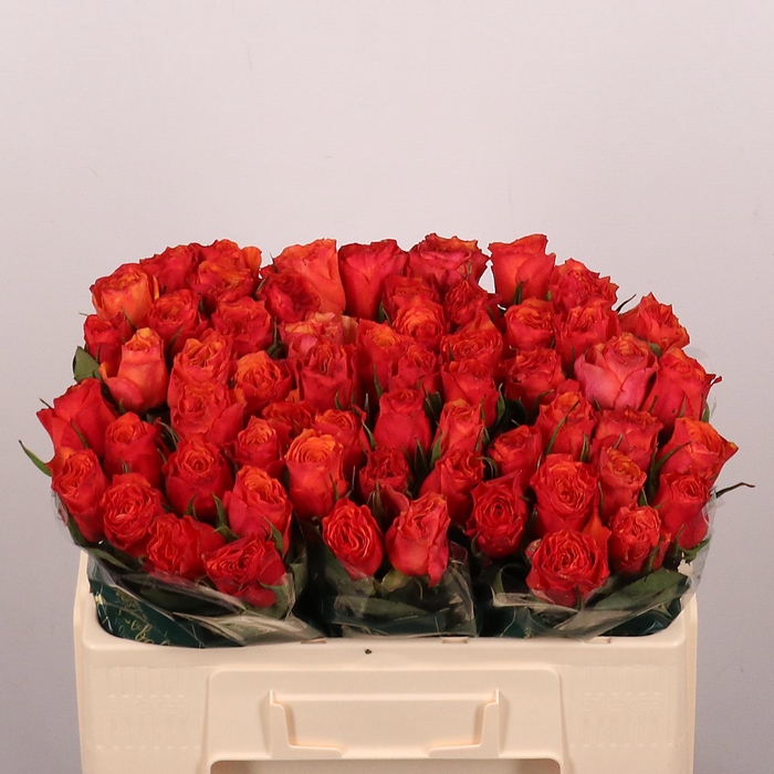 <h4>R GR DEVOTED</h4>