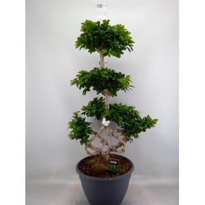 Ficus microcarpa 'Ginseng'