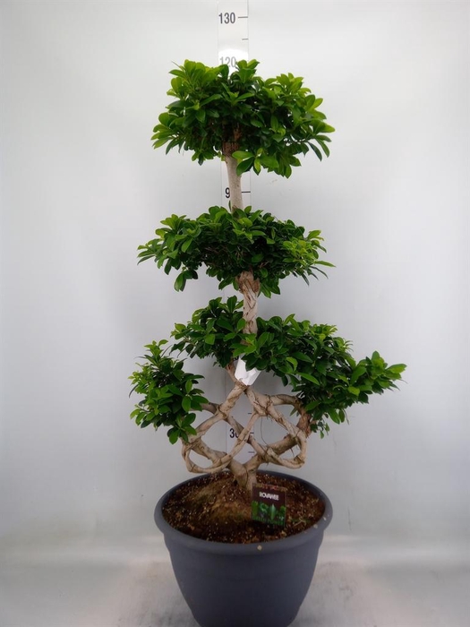 <h4>Ficus microcarpa 'Ginseng'</h4>