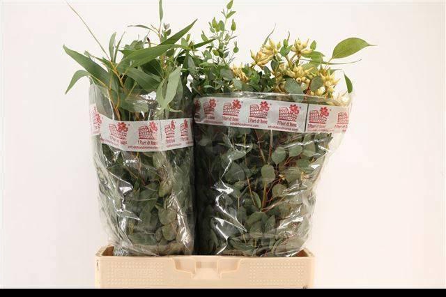 <h4>EUC GEM P BOS</h4>