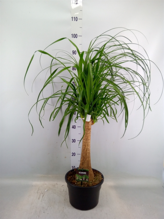 <h4>Beaucarnea recurvata</h4>