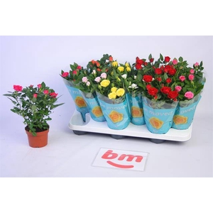 ROSA BEAU MONDE MIX P10.5