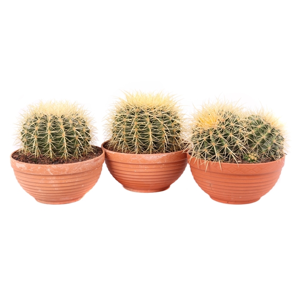 <h4>Echinocactus grusonii 20 cm</h4>