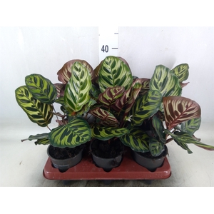 Calathea makoyana