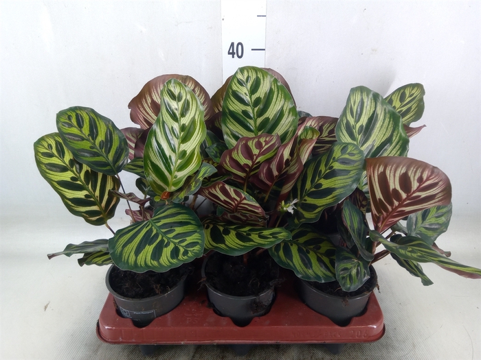 <h4>Calathea makoyana</h4>