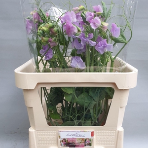 LATHYRUS LAVENDEL RANKEN LAVENDER