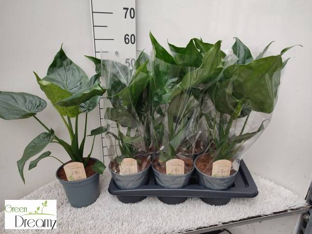<h4>ALOC CUCULLATA</h4>