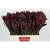 Leucadendron Saf Sunset Dark R.