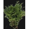 Chamaecyparis Obtusa Coralliformis