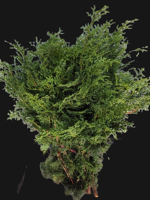 Chamaecyparis Obtusa Coralliformis