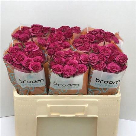 <h4>Rosa TR 'Cheyenne' BRAAM</h4>