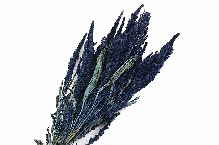 <h4>Amaranthus Blue Dark</h4>