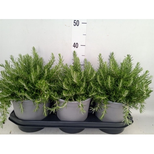 Rosmarinus offi. 'Prostratus'