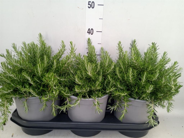 <h4>Rosmarinus offi. 'Prostratus'</h4>