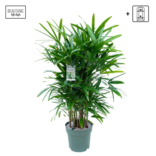 <h4>Rhapis Excelsa</h4>